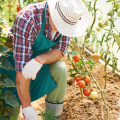 Agriculture